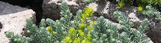Donaldson’s Greenhouse