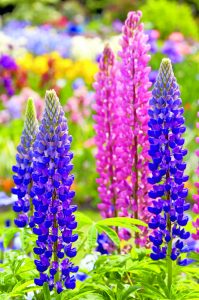 2191_Lupine_3427187-MR