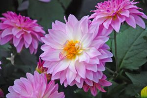 kthread-dahlia-flower-220627-o
