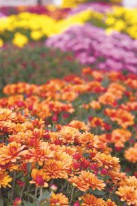 2156_mums-924052Large