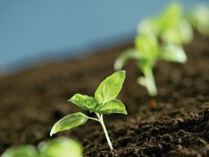 feature-seed-starting
