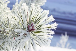 30142-9982213-300x200