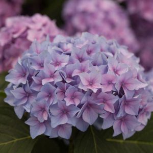 hydrangea-lets-dance-blue