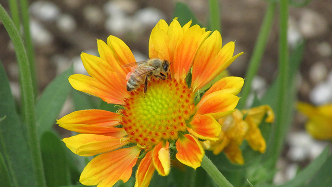 Bee Gaillardia Tagawa Gardens Denver Perennials Donaldson S